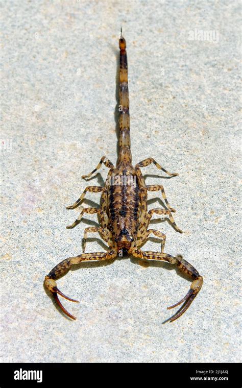 Isometrus maculatus (lesser brown scorpion) .